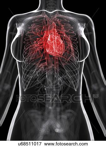 Healthy heart, artwork View Large Illustration Stock Illustration - Healthy heart, artwork. Fotosearch
