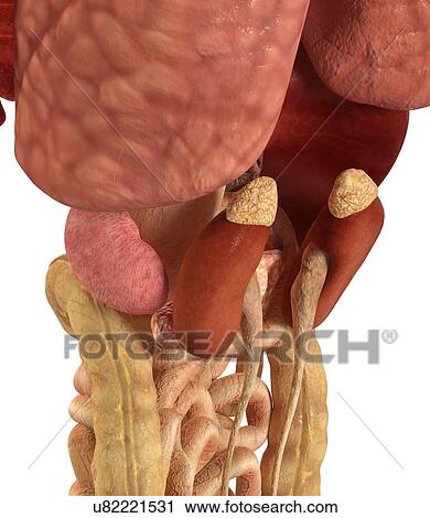 Clip Art - Healthy kidneys, artwork. Fotosearch