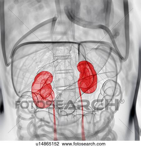 Healthy kidneys, artwork View Large Illustration Drawing - Healthy kidneys, artwork. Fotosearch