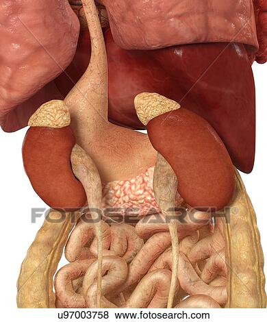 Stock Illustration - Healthy kidneys, artwork. Fotosearch
