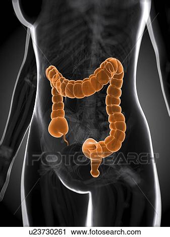 Clip Art - Healthy large intestine, artwork. Fotosearch