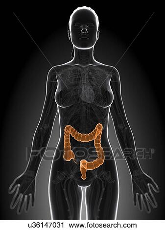 Healthy large intestine, artwork View Large Illustration Clip Art - Healthy large intestine, artwork. Fotosearch