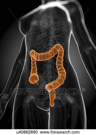 Healthy large intestine, artwork View Large Illustration Clipart - Healthy large intestine, artwork. Fotosearch