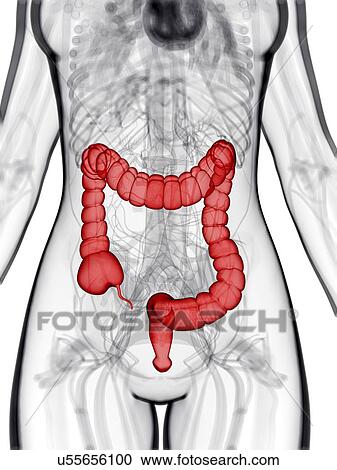 Healthy large intestine, artwork View Large Illustration Clipart - Healthy large intestine, artwork. Fotosearch