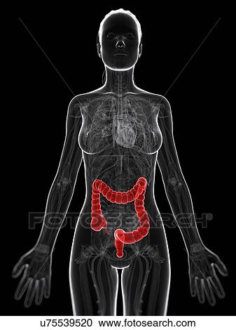 Clipart - Healthy large intestine, artwork. Fotosearch