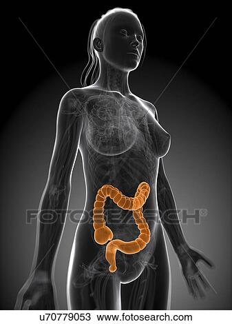 Drawing - Healthy large intestine, artwork. Fotosearch