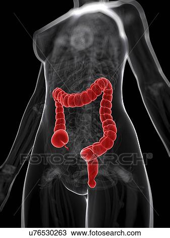 Healthy large intestine, artwork View Large Illustration Drawing - Healthy large intestine, artwork. Fotosearch