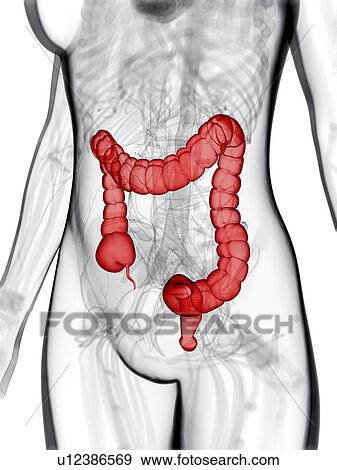Healthy large intestine, artwork View Large Illustration Stock Illustration - Healthy large intestine, artwork. Fotosearch
