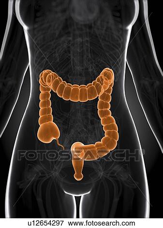 Healthy large intestine, artwork View Large Illustration Stock Illustration - Healthy large intestine, artwork. Fotosearch