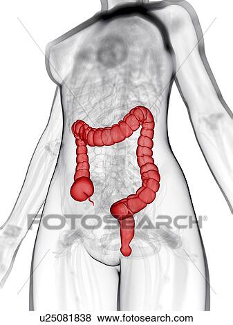 Stock Illustration - Healthy large intestine, artwork. Fotosearch