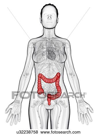 Healthy large intestine, artwork View Large Illustration Stock Illustration - Healthy large intestine, artwork. Fotosearch