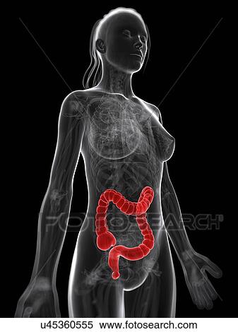 Stock Illustration - Healthy large intestine, artwork. Fotosearch