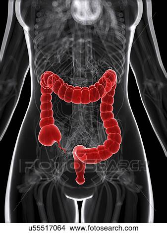 Healthy large intestine, artwork View Large Illustration Stock Illustration - Healthy large intestine, artwork. Fotosearch