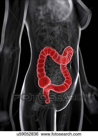 Stock Illustration - Healthy large intestine, artwork. Fotosearch