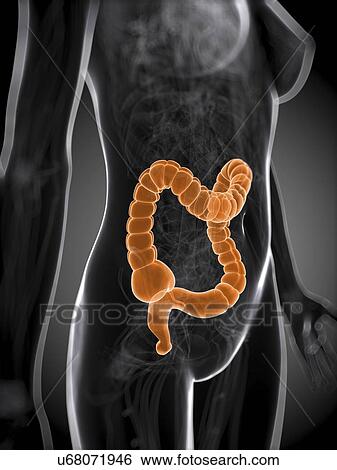Healthy large intestine, artwork View Large Illustration Stock Illustration - Healthy large intestine, artwork. Fotosearch