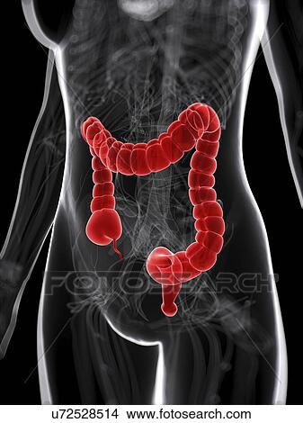 Healthy large intestine, artwork View Large Illustration Stock Illustration - Healthy large intestine, artwork. Fotosearch