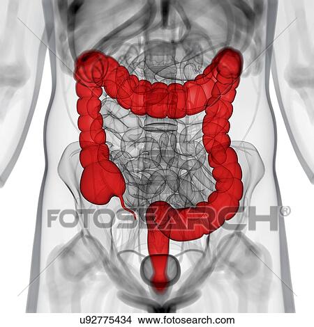 Healthy large intestine, artwork View Large Illustration Stock Illustration - Healthy large intestine, artwork. Fotosearch