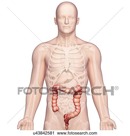 Healthy large intestines, artwork View Large Illustration Clip Art - Healthy large intestines, artwork. Fotosearch