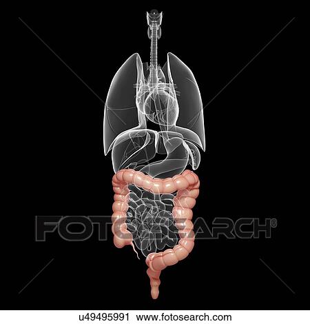 Healthy large intestines, artwork View Large Illustration Clip Art - Healthy large intestines, artwork. Fotosearch
