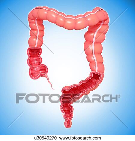 Clipart - Healthy large intestines, artwork. Fotosearch