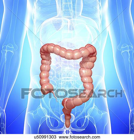 Healthy large intestines, artwork View Large Illustration Drawing - Healthy large intestines, artwork. Fotosearch