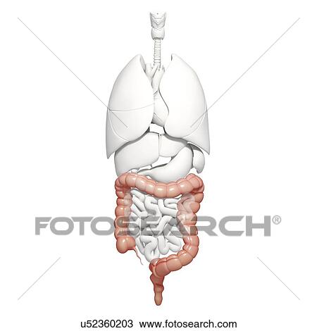 Healthy large intestines, artwork View Large Illustration Drawing - Healthy large intestines, artwork. Fotosearch
