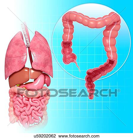 Drawing - Healthy large intestines, artwork. Fotosearch