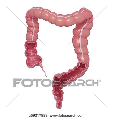 Healthy large intestines, artwork View Large Illustration Drawing - Healthy large intestines, artwork. Fotosearch