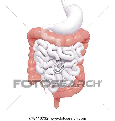 Healthy large intestines, artwork View Large Illustration Drawing - Healthy large intestines, artwork. Fotosearch