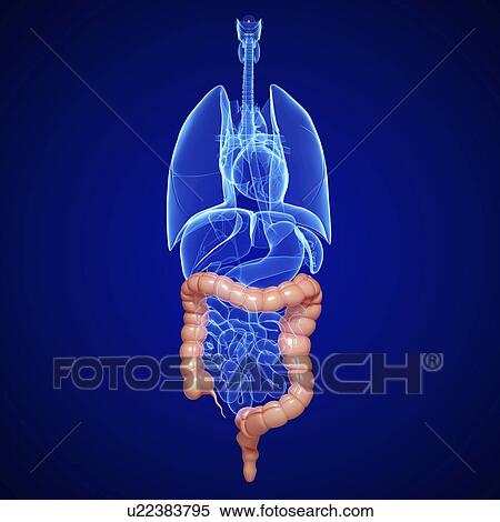 Healthy large intestines, artwork View Large Illustration Stock Illustration - Healthy large intestines, artwork. Fotosearch