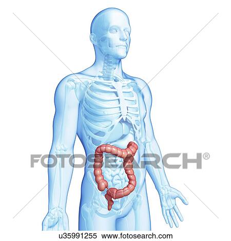 Healthy large intestines, artwork View Large Illustration Stock Illustration - Healthy large intestines, artwork. Fotosearch