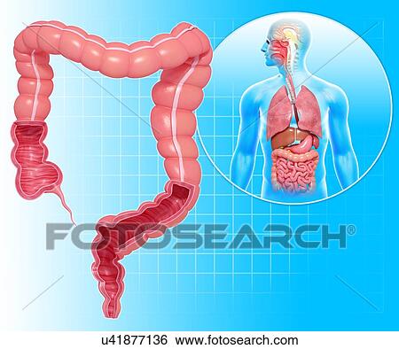 Stock Illustration - Healthy large intestines, artwork. Fotosearch