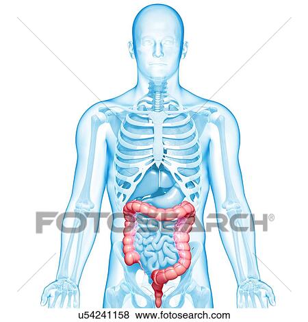 Stock Illustration - Healthy large intestines, artwork. Fotosearch