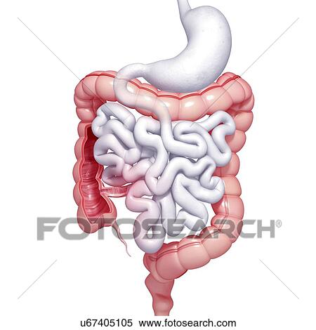 Healthy large intestines, artwork View Large Illustration Stock Illustration - Healthy large intestines, artwork. Fotosearch