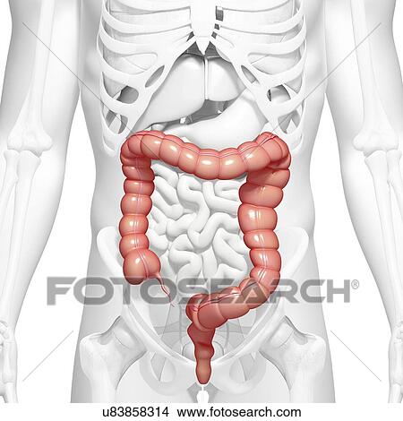 Stock Illustration - Healthy large intestines, artwork. Fotosearch