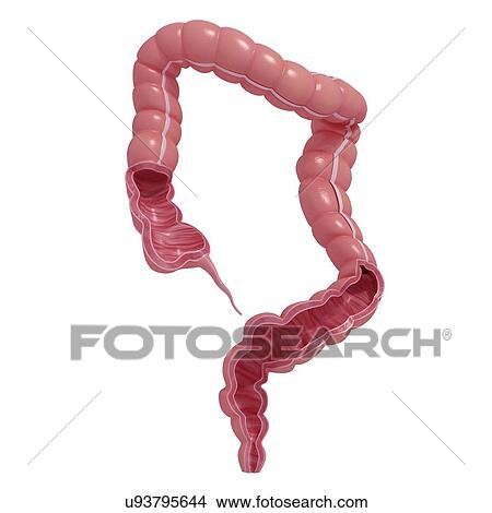 Stock Illustration - Healthy large intestines, artwork. Fotosearch