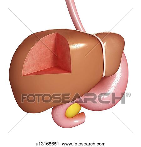 Healthy liver, artwork View Large Illustration Clip Art - Healthy liver, artwork. Fotosearch