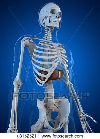 Healthy liver, artwork View Large Illustration Clip Art - Healthy liver, artwork. Fotosearch