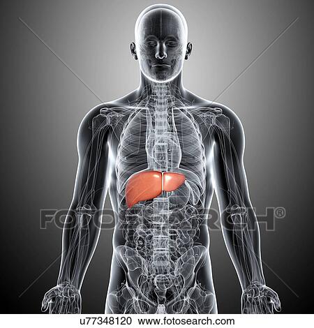 Clipart - Healthy liver, artwork. Fotosearch