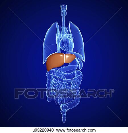 Healthy liver, artwork View Large Illustration Clipart - Healthy liver, artwork. Fotosearch