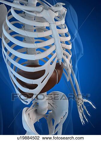 Drawing - Healthy liver, artwork. Fotosearch