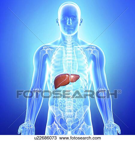 Drawing - Healthy liver, artwork. Fotosearch