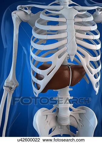 Drawing - Healthy liver, artwork. Fotosearch