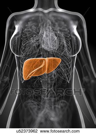 Drawing - Healthy liver, artwork. Fotosearch