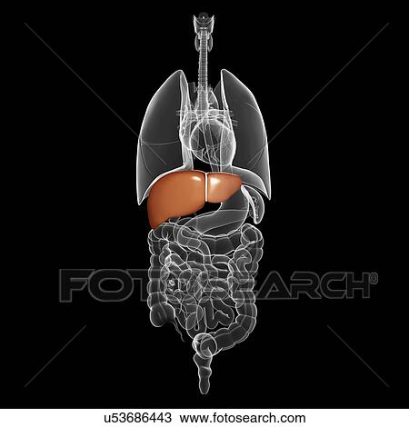 Healthy liver, artwork View Large Illustration Drawing - Healthy liver, artwork. Fotosearch