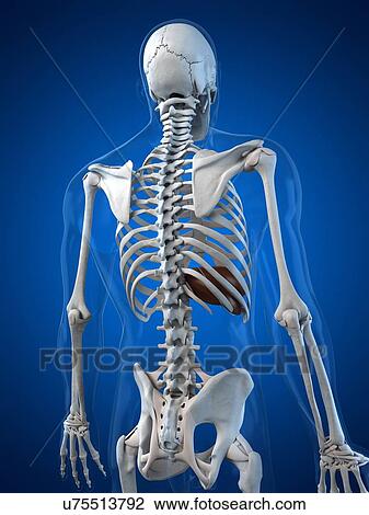 Drawing - Healthy liver, artwork. Fotosearch