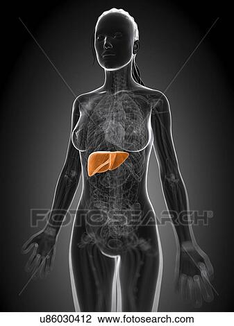Drawing - Healthy liver, artwork. Fotosearch