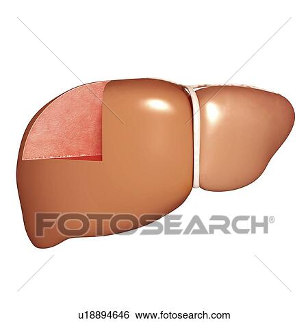 Stock Illustration - Healthy liver, artwork. Fotosearch
