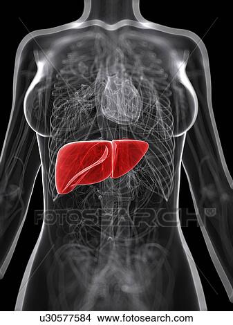 Stock Illustration - Healthy liver, artwork. Fotosearch