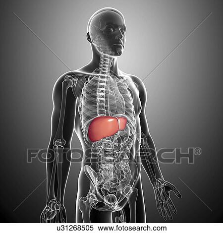 Healthy liver, artwork View Large Illustration Stock Illustration - Healthy liver, artwork. Fotosearch